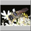 Ectemnius cavifrons - Grabwespe w01e 14mm - Tecklenburg-Habichtswald det.jpg